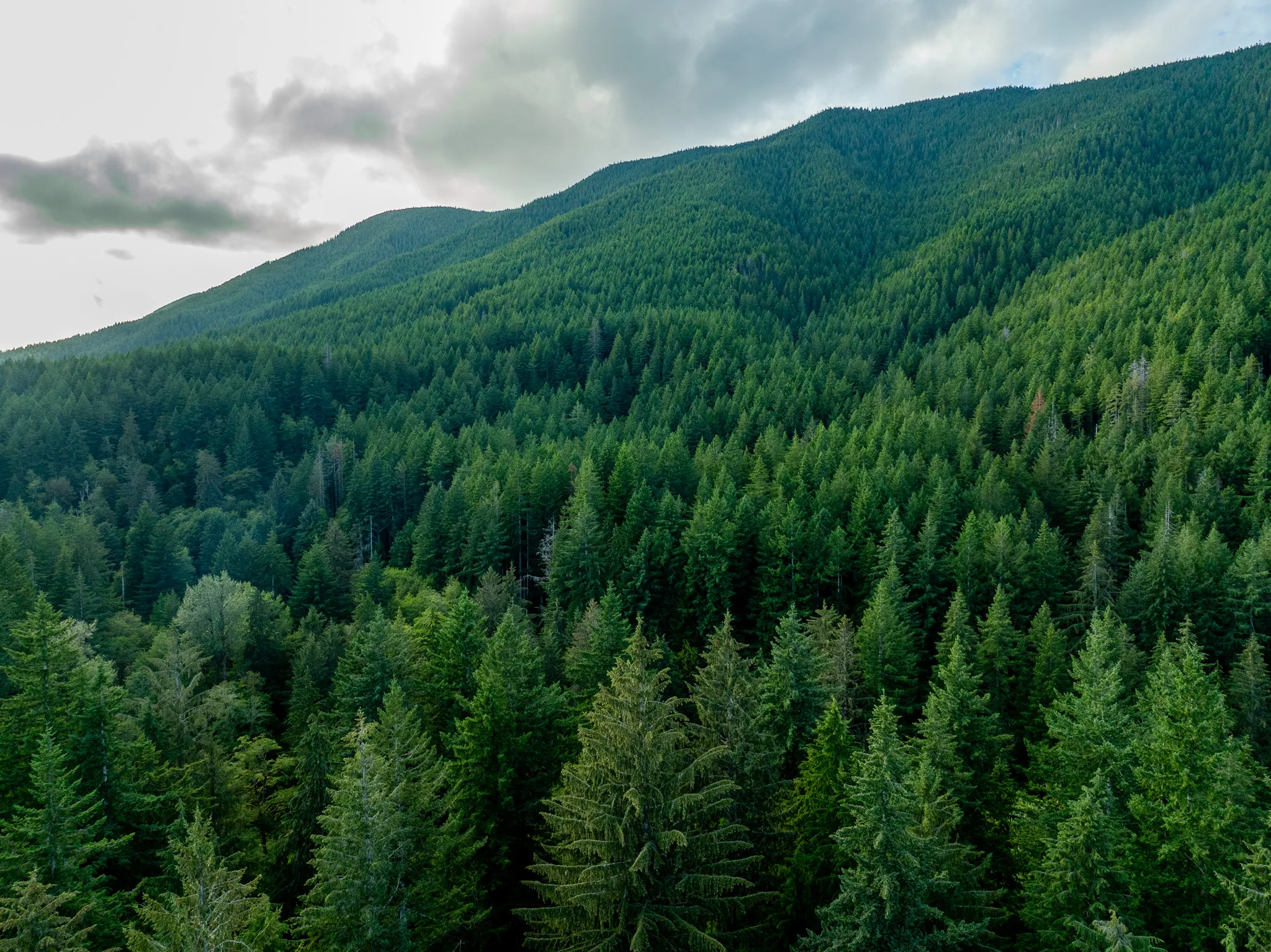Aerial drone view of dense pine forest canopy in Olympic National Forest, Washington